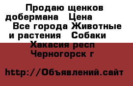 Продаю щенков добермана › Цена ­ 45 000 - Все города Животные и растения » Собаки   . Хакасия респ.,Черногорск г.